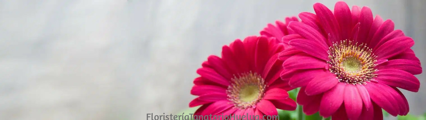 Tanatorios de Huelva